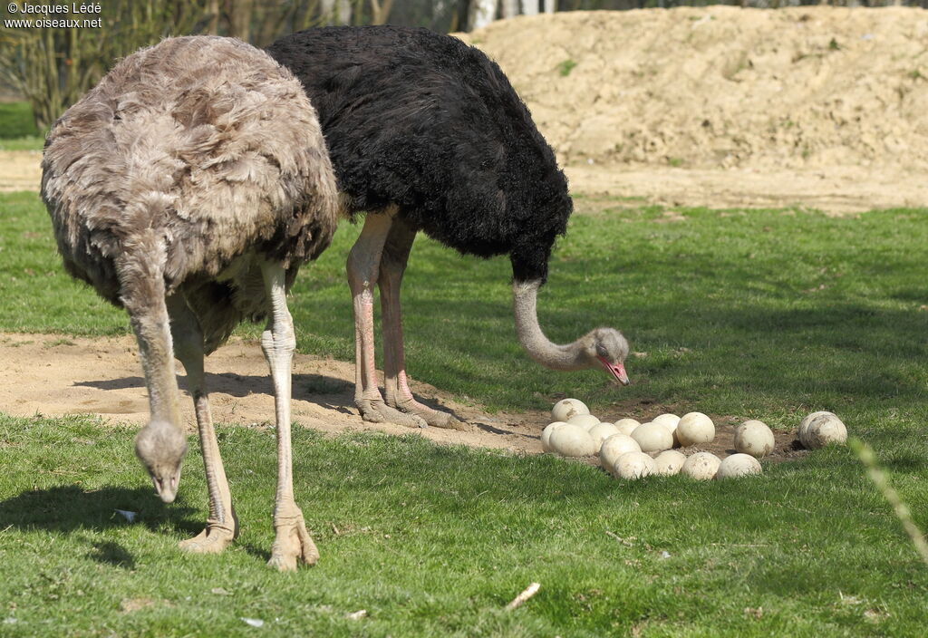 Common Ostrich