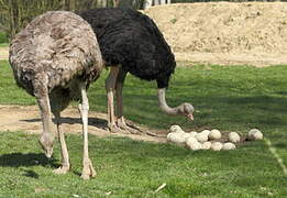 Common Ostrich