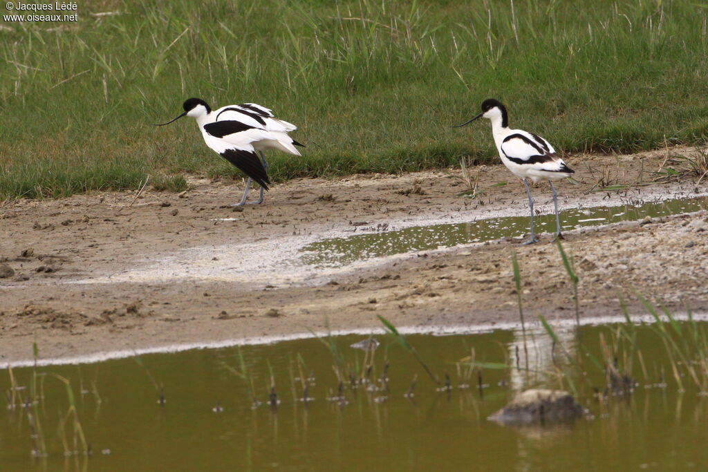 Avocette élégante