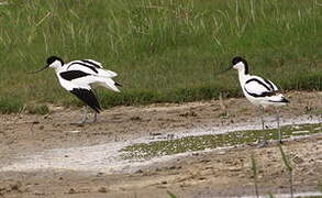 Avocette élégante