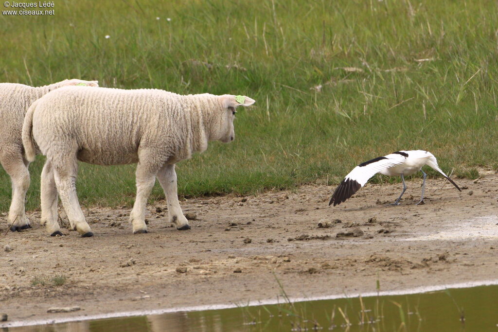 Pied Avocet