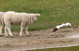 Avocette élégante