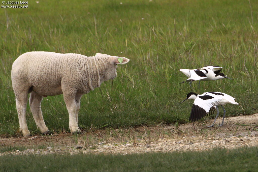 Avocette élégante