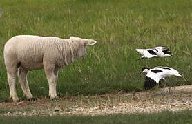 Avocette élégante