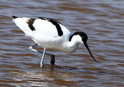 Avocette élégante