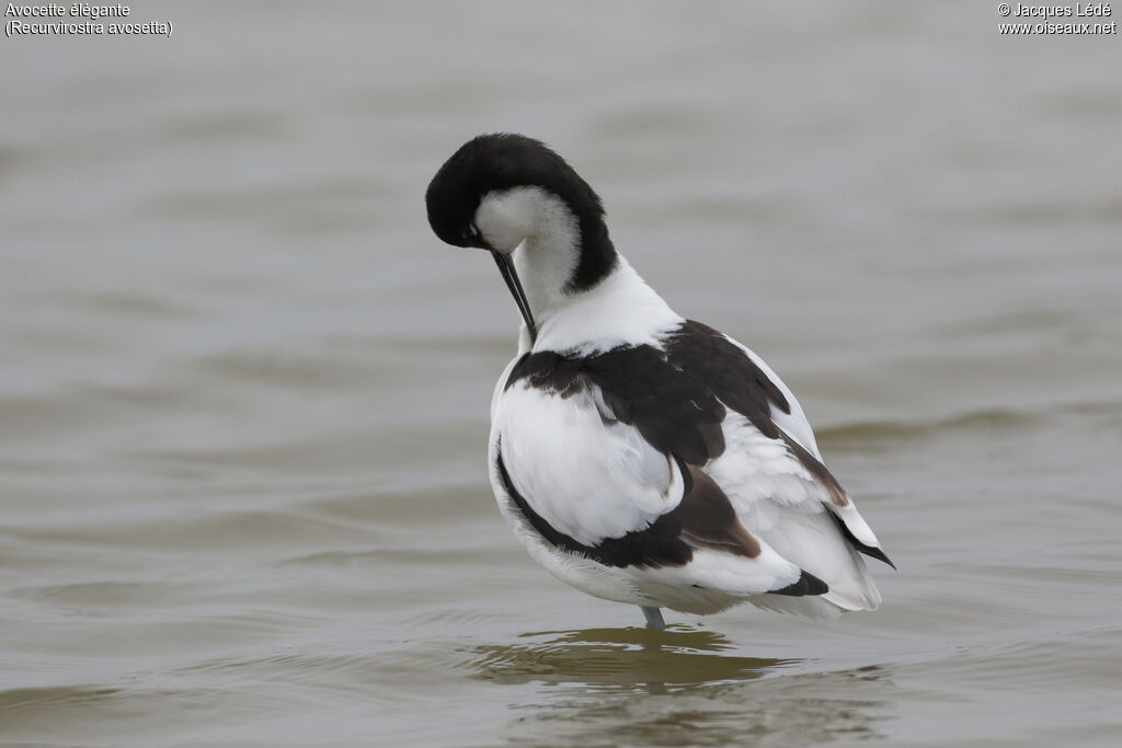 Avocette élégante