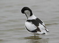 Avocette élégante