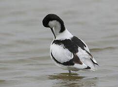 Pied Avocet