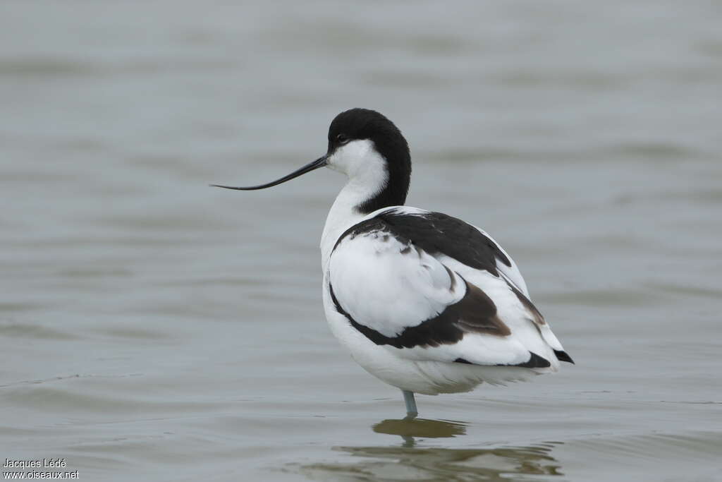 Pied Avocet