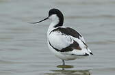 Avocette élégante