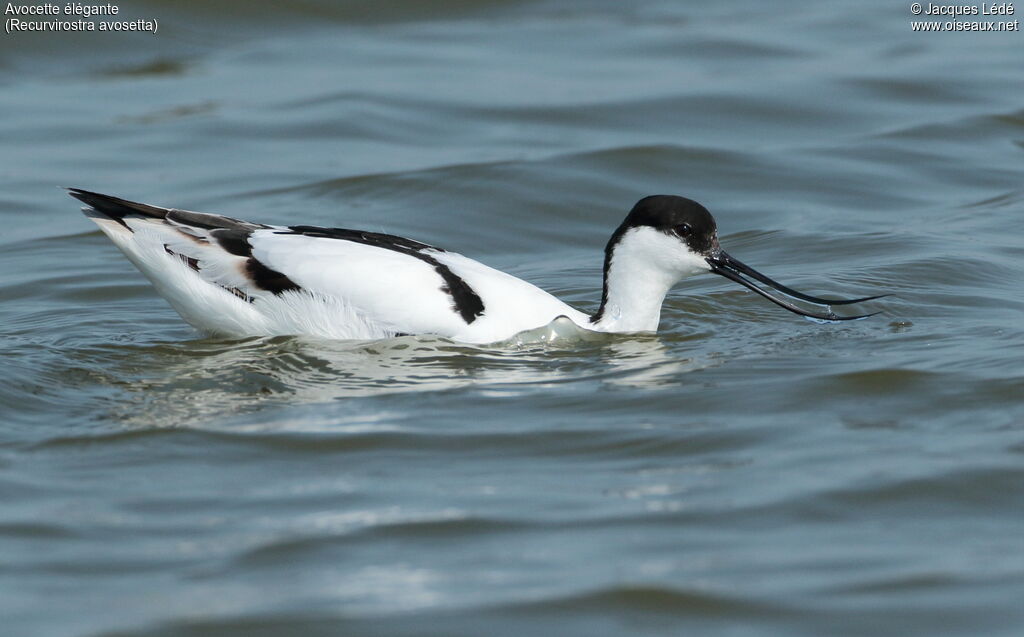 Avocette élégante