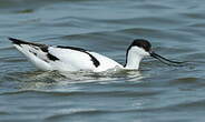 Avocette élégante