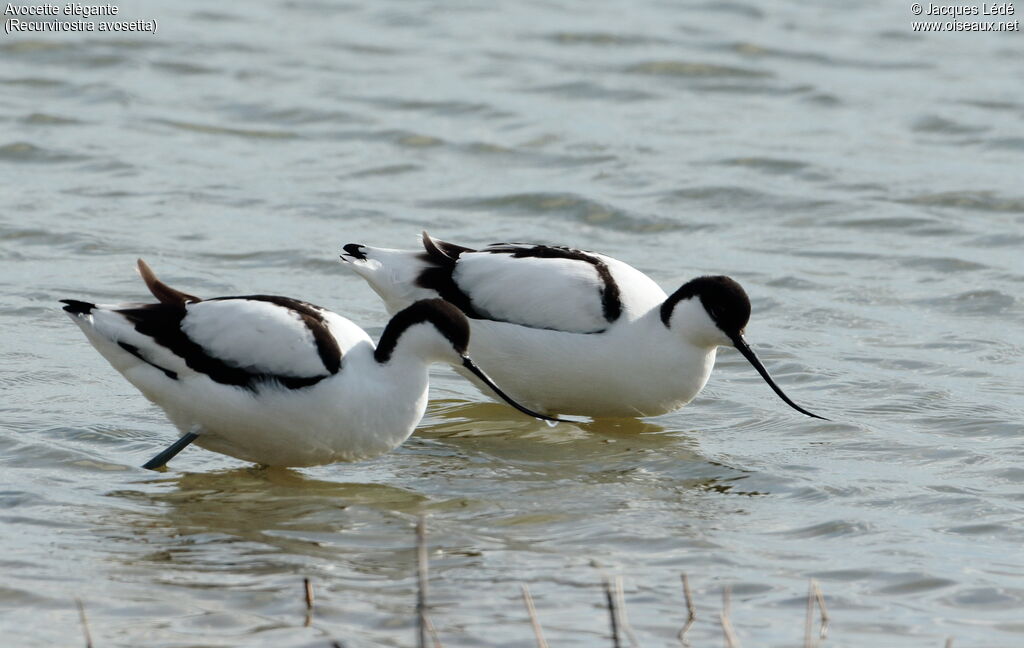 Avocette élégante