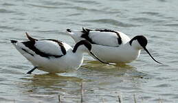 Avocette élégante