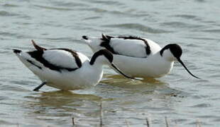 Pied Avocet