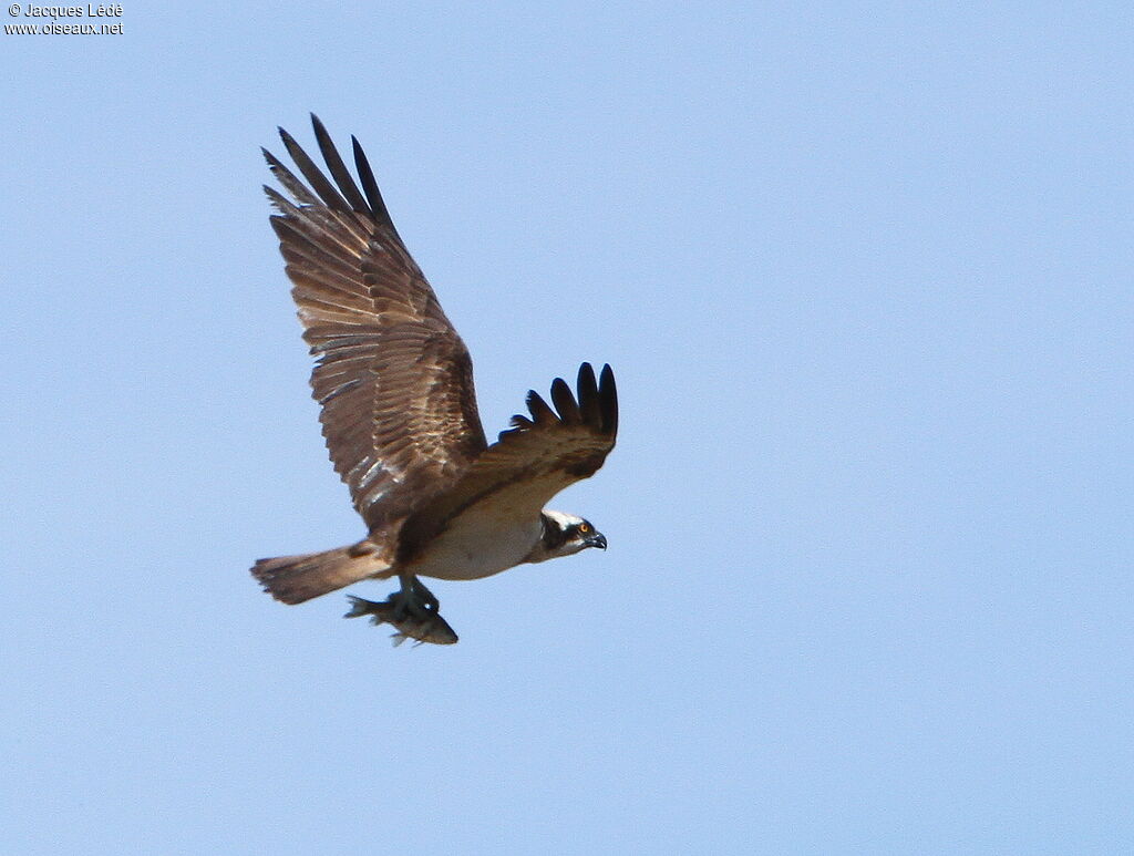 Western Osprey