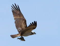 Western Osprey