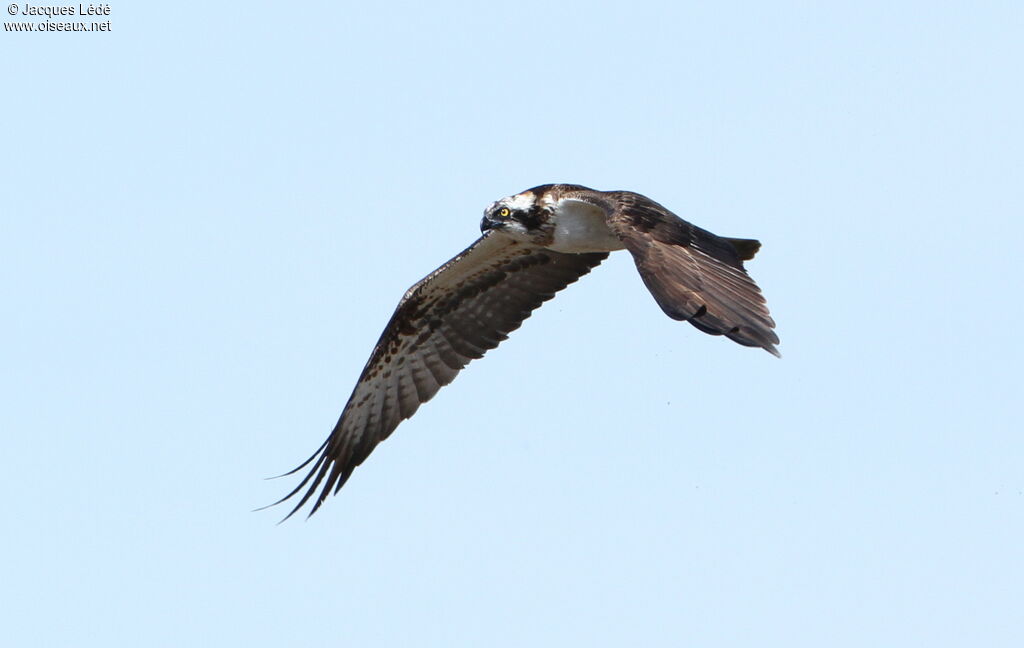 Western Osprey