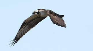 Western Osprey