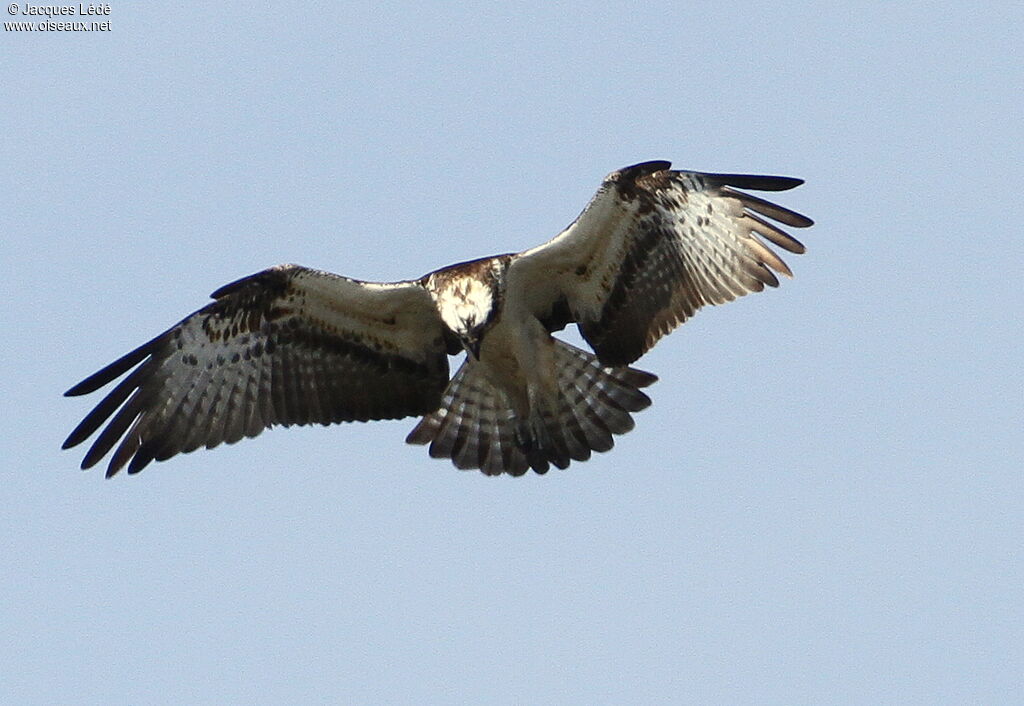 Western Osprey