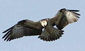 Western Osprey