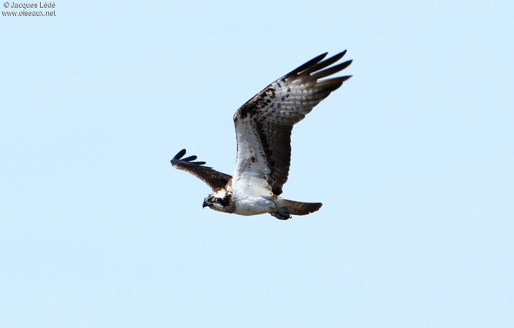 Western Osprey