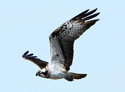 Western Osprey