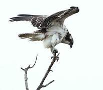 Western Osprey