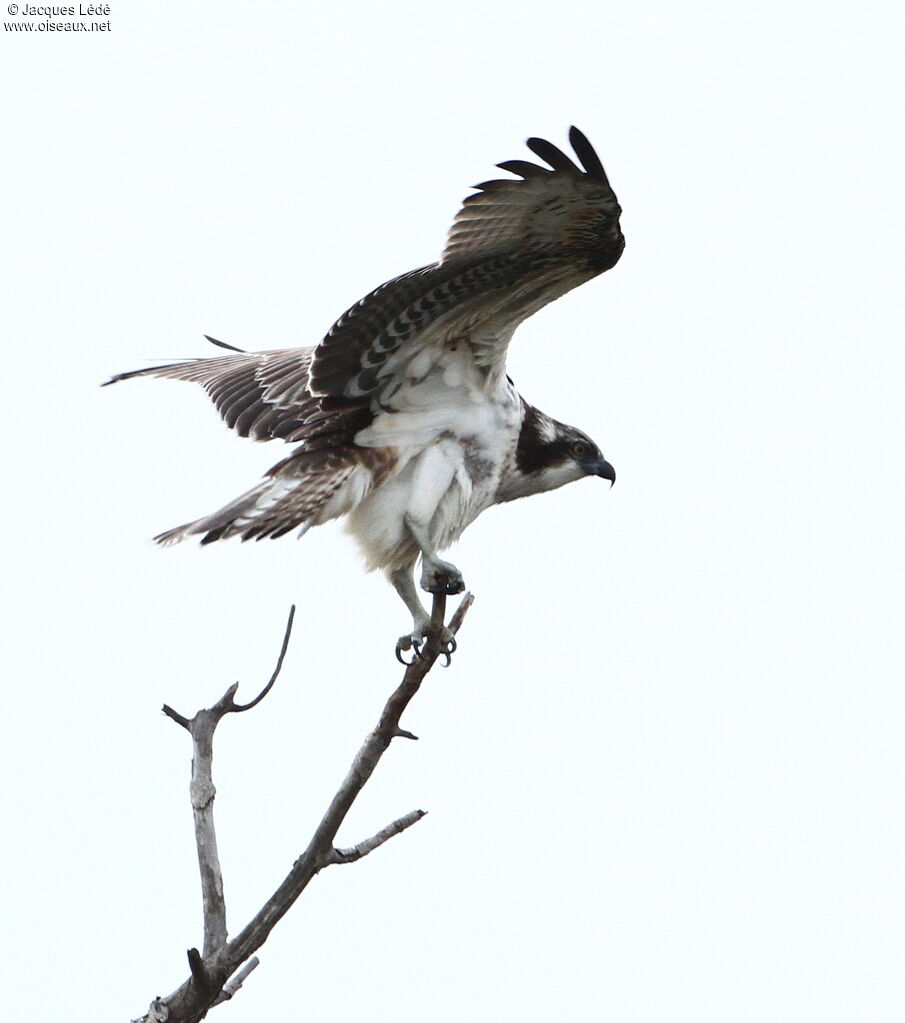 Western Osprey