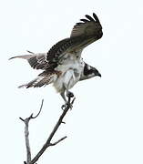 Western Osprey