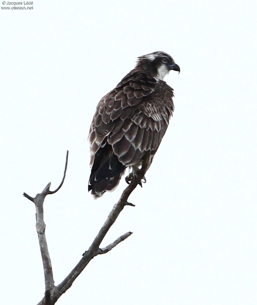 Western Osprey