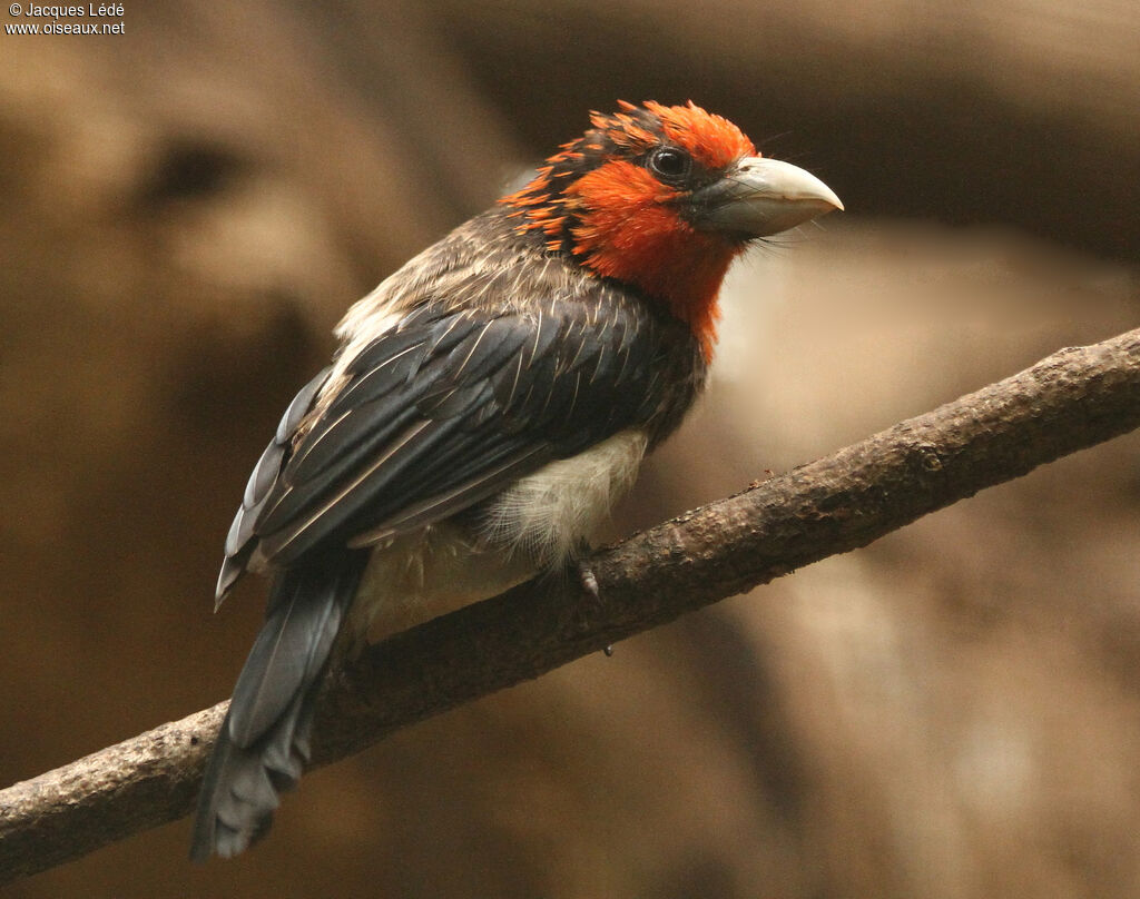 Brown-breasted Barbet