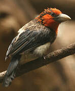 Brown-breasted Barbet