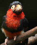 Bearded Barbet