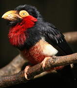 Bearded Barbet