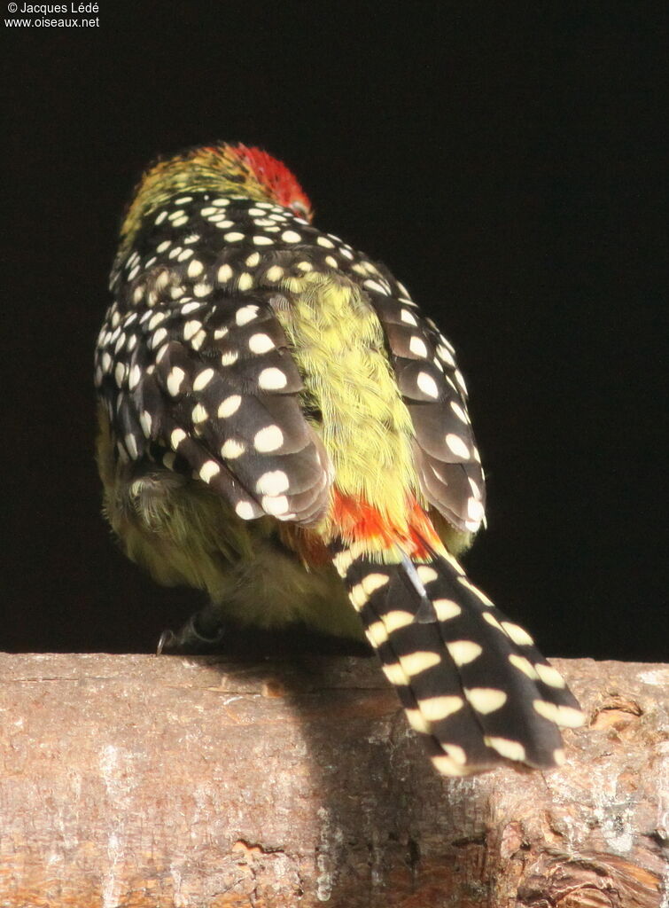 Red-and-yellow Barbet