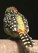 Red-and-yellow Barbet