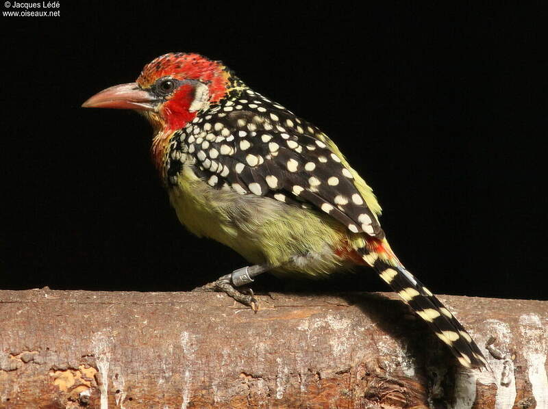 Barbican à tête rouge jale147455