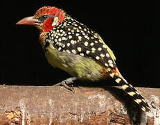 Red-and-yellow Barbet