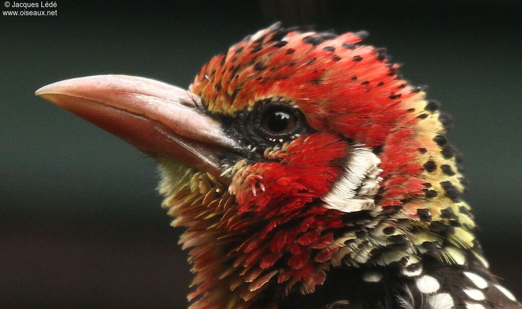 Red-and-yellow Barbet