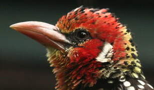 Red-and-yellow Barbet