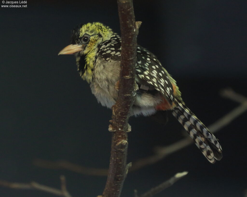 D'Arnaud's Barbet