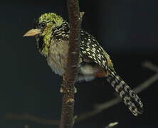 D'Arnaud's Barbet