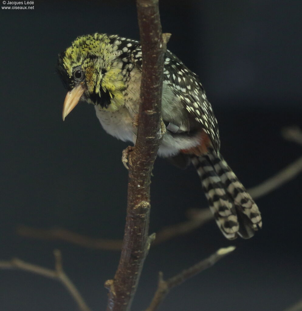 D'Arnaud's Barbet