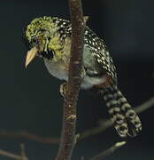 D'Arnaud's Barbet