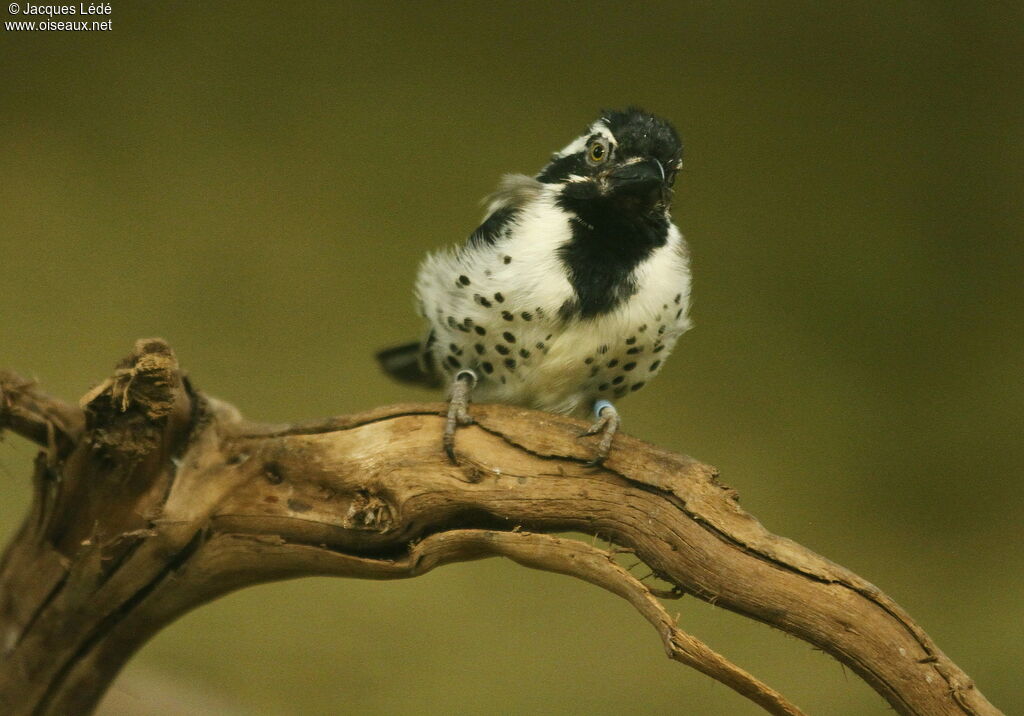 Spot-flanked Barbet