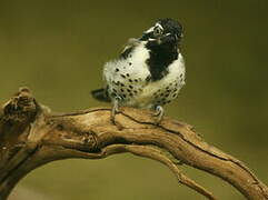 Spot-flanked Barbet