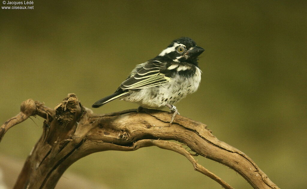 Spot-flanked Barbet