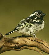 Spot-flanked Barbet