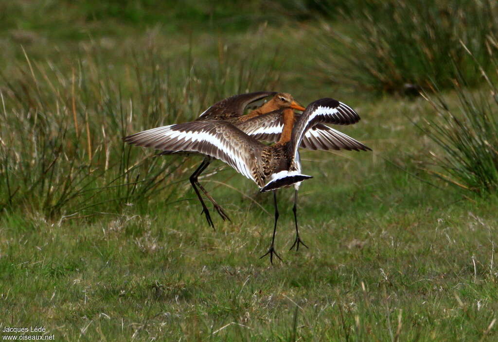 Black-tailed Godwitadult breeding, Behaviour